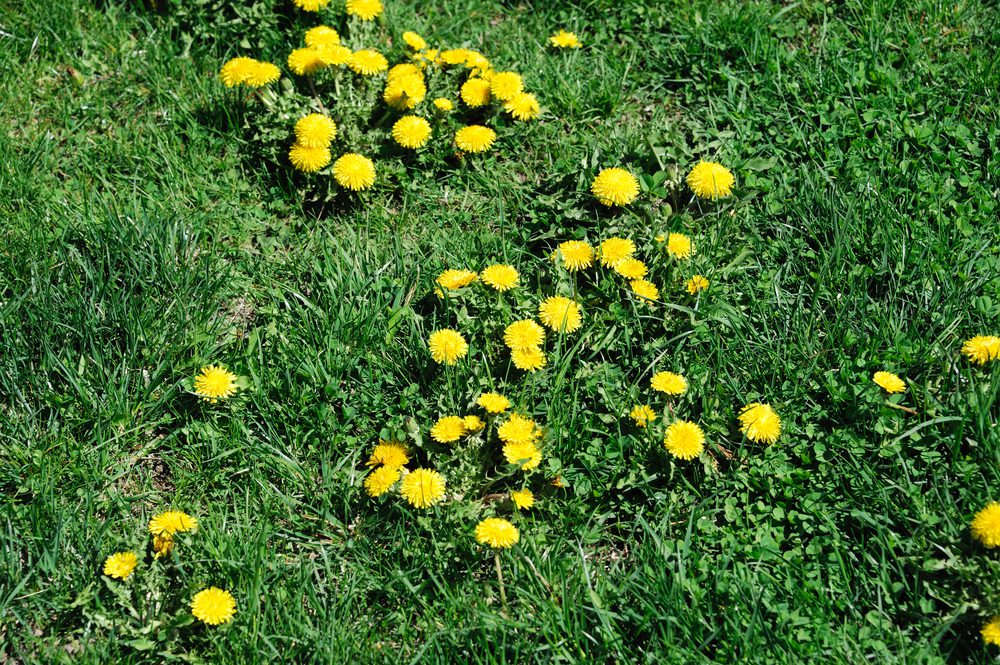Lawn,In,Bad,Condition,In,Spring,Full,Of,Dandelion